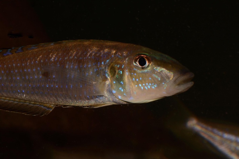 Enantiopus melanogenys 'Kasanga'